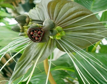 (image for) Tacca Chantrieri \'Green Isle\' 5 Seeds